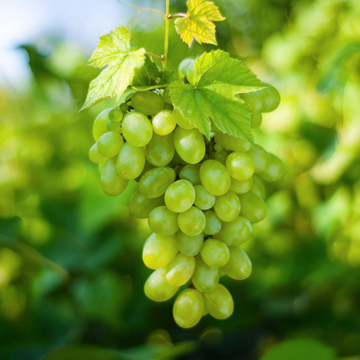 Fruitplant - Witte Druif -  Vitis vinifera Himrod - Pitloos - 2 planten - Pot 15cm Hoogte 50cm