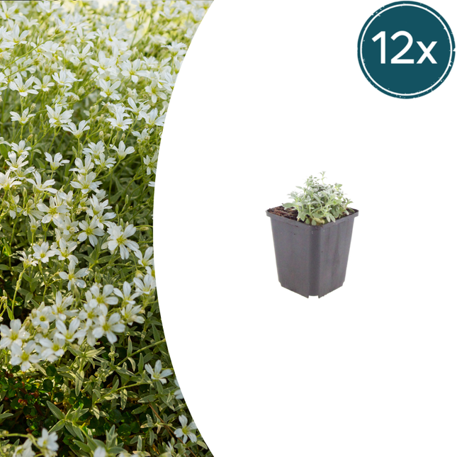 Cerastium tomentosum - Viltige hoornbloem - ↕10-25cm - Ø9cm - 12x