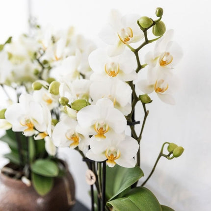 Kolibri Orchids | Combi Deal - 4 Witte Phalaenopsis Orchideeën Blossom Lausanne - Ø9 cm