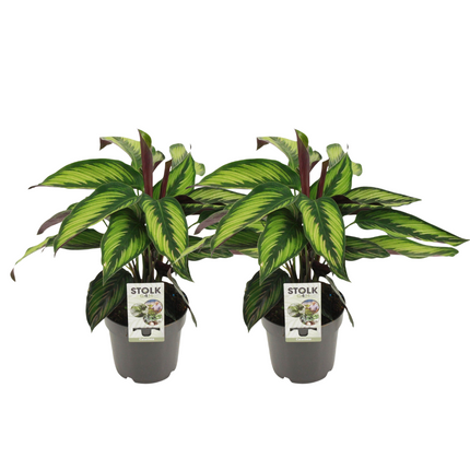 Calathea Majestica Princeps - ↕45cm - Ø14cm - 2x