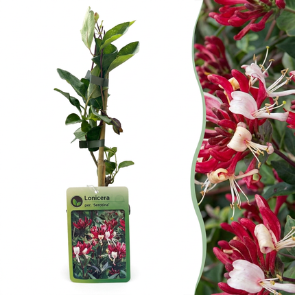 Lonicera per. 'Serotina' - Kamperfoelie 4x - Paars - Geel - Klimplant - Ø9cm - ↕35cm