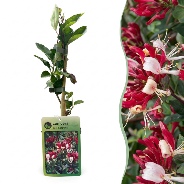 Lonicera per. 'Serotina' - Kamperfoelie 4x - Paars - Geel - Klimplant - Ø9cm - ↕35cm