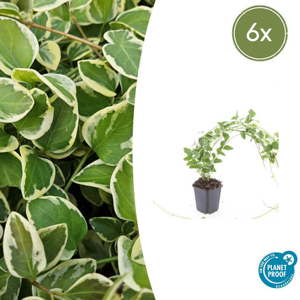 Vinca major 'Variegata' - Grande pervenche - ↕10-25cm - Ø9cm - 6x