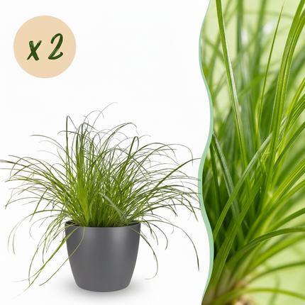 Cyperus alternifolius Zumula - Cat grass - with grey plant pots - ↕20cm - Ø12cm - 2x