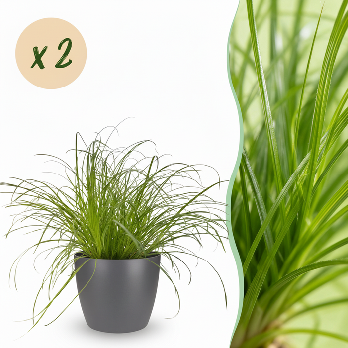 Cyperus alternifolius Zumula - Kattengras - met grijze plantenpotten - ↕20cm - Ø12cm - 2x