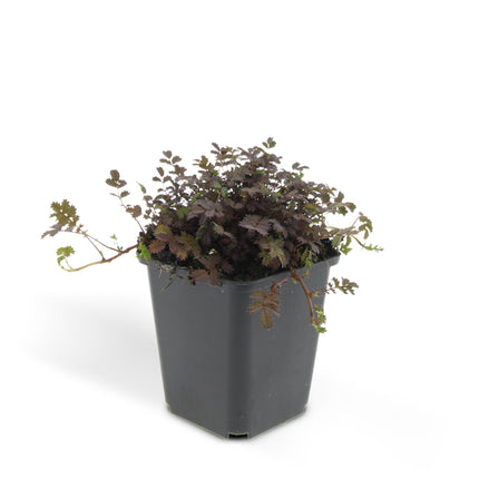 Acaena microphylla 'Kupferteppich' - Stachelige Nuss - ↕10-25cm - Ø9cm - 24x