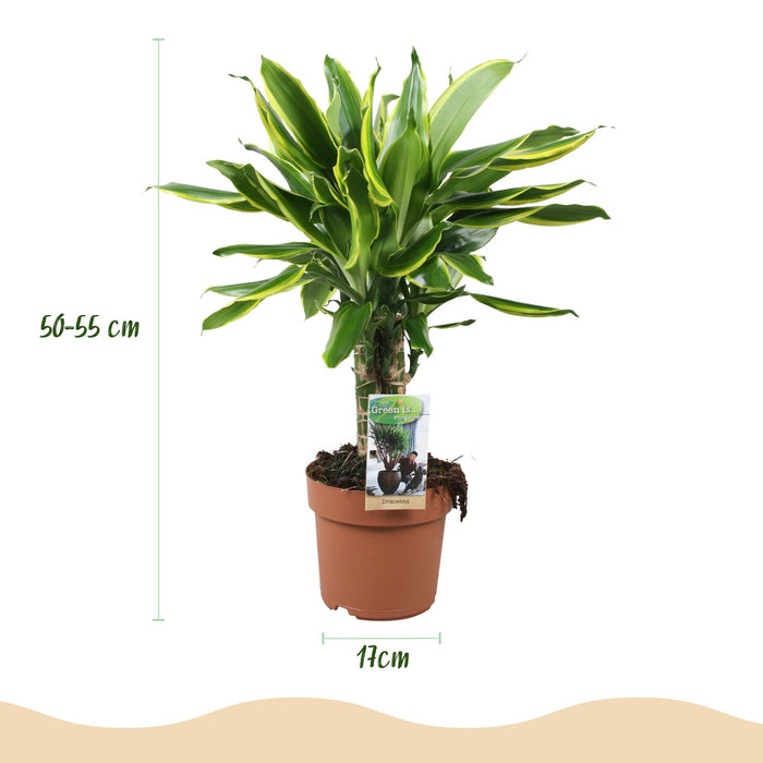Dracaena fragrans Golden Coast - Drakenbloedboom - ↕50-55cm - Ø17cm - 2x