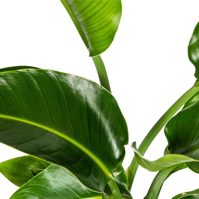 Strelitzia Nicolai met mand - ↕90-110cm - Ø21cm