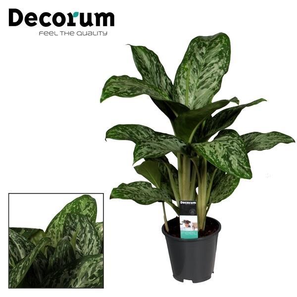 Aglaonema Greenlight - ↕60cm - Ø17cm