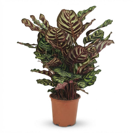 Calathea Makoyana - Peacock plant - ↕70cm - Ø19cm