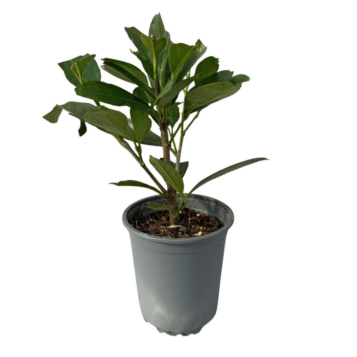 Haagplanten - Prunus laurocerasus Caucasica- blad groen - 8 planten - 1 strekkende meter - groenblijvend - pot 9cm hoogte 30-35cm