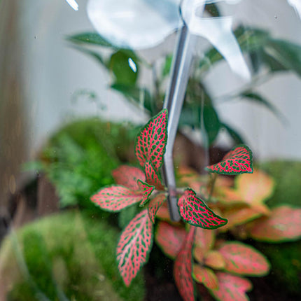 Pince à terrarium - Métal - 26 cm de long