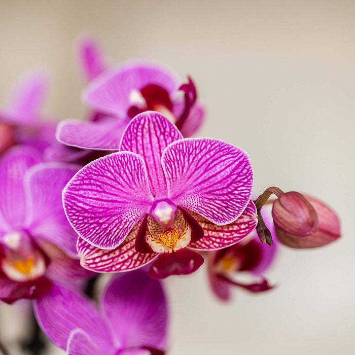 Kolibri Orchids | Paarse Vienna orchidee + Bloom sierpot paars – potmaat Ø9cm | bloeiende kamerplant – vers van de kweker