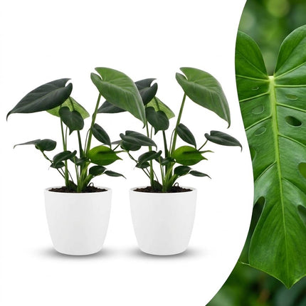 Monstera Deliciosa - Gatenplant - 2x - met Potter Wit - Pot 12cm - Hoogte - 30cm