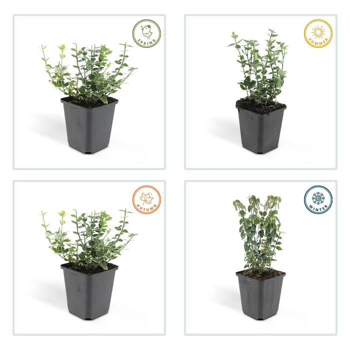 Euonymus fort. 'Emerald Gaiety' - ↕10-25cm - Ø9cm - 24x