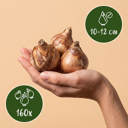 160x Narcissus Yellow - Bloembollen - Gele narcis - Geel - Voorjaarsbloeier - Bolmaat 10/12