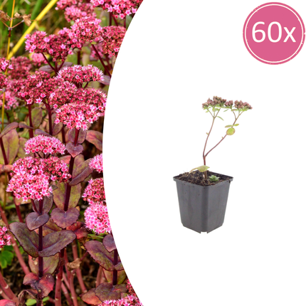 Sedum 'Matrona' - Hemelsleutel - ↕10-25cm - Ø9cm - 60x