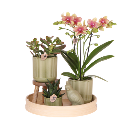 Kolibri Orchids | Gift Set Flare Groen - Oranje-Gele Phalaenopsis Orchidee Mineral Grosseto & Succulenten
