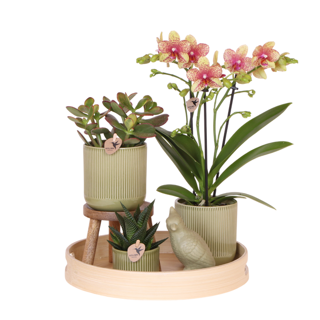 Kolibri Orchids | Gift Set Flare Groen - Oranje-Gele Phalaenopsis Orchidee Mineral Grosseto & Succulenten