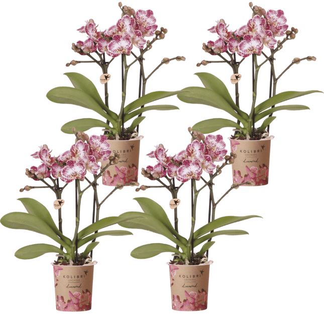 Kolibri Orchids | Combi Deal - 4 Roze-Paarse Phalaenopsis Orchideeën Diamond Bora Bora - Ø9 cm