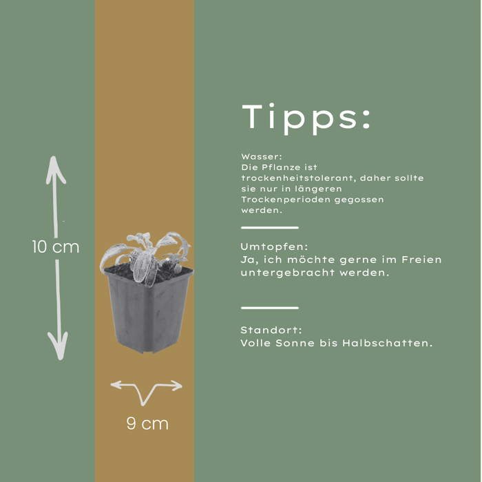 Stachys byzantina 'Silver Carpet' - Ezelsoor - ↕10-25cm - Ø9cm - 24x