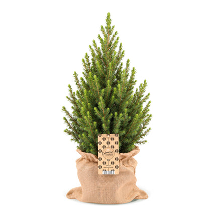 Picea glauca Conica - Kegelspar - Groen - Kerstboom - incl. jute zak - Ø19cm - ↕65cm