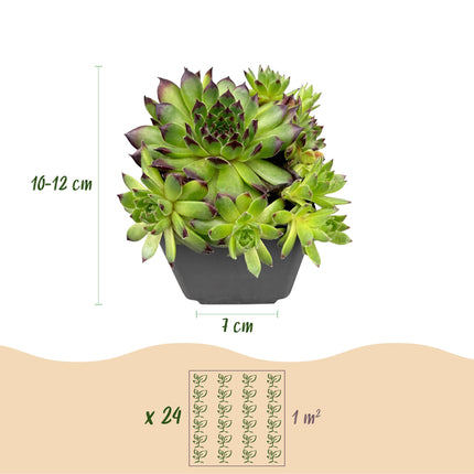 Sempervivum Big Sam - Ø7cm - ↕10-12cm - 12x