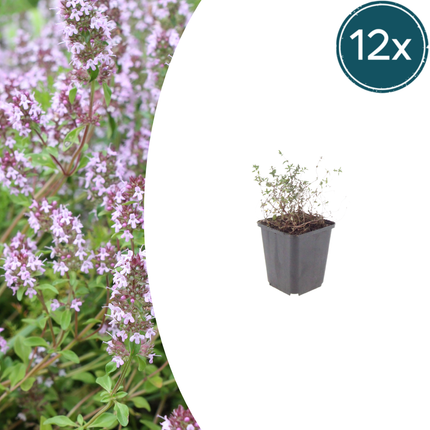Thymus vulgaris - Almindelig timian - ↕10-25cm - Ø9cm - 12x