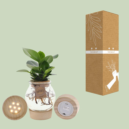 Clusia In Convex Glass + Click Cork + LED - ↕30cm - Ø12cm