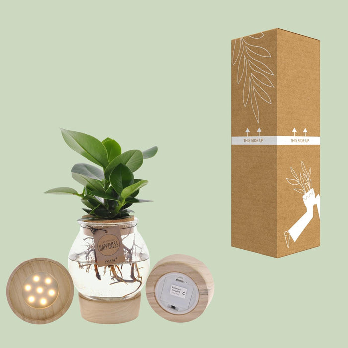 Clusia In Bolglas + Klikkurk + LED - ↕30cm - Ø12cm