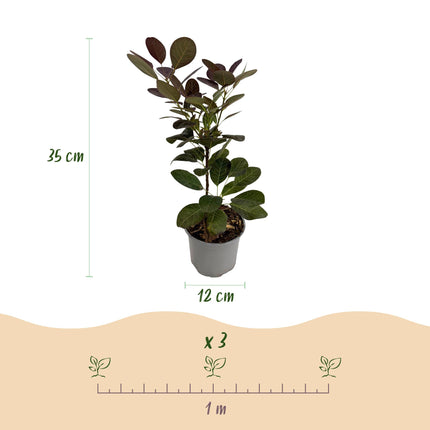 Cotinus coggygria Tricolour - Albero per parrucche - ↕35cm - Ø12cm - 3x