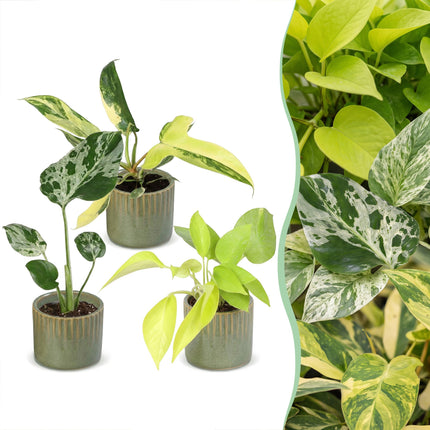 Baby Planten Tropical Mix - Diversen 3x - Tropisch - incl. Linnea Olive - Ø6cm - ↕10-15cm