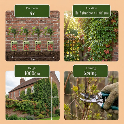 Parthenocissus tr. 'Veitchii Boskoop' - Wilde wingerd 6x - Geel - Groen - Klimplant - Ø9cm - ↕35cm
