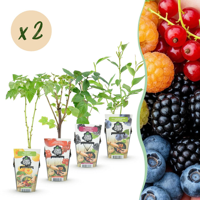 Rainbow mix - Rode Bes - Gele Framboos - Zwarte Braam - Blauwe Bes - ↕30-35cm - Ø9cm - 8x