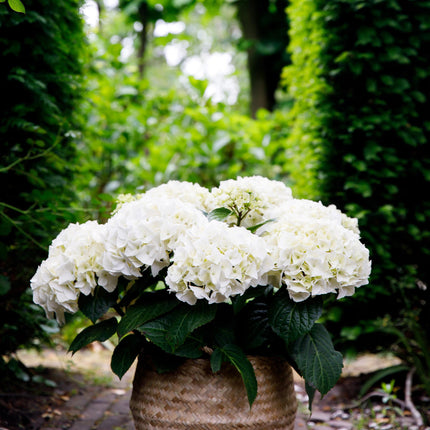 Hortensia - Hydrangea Forever & Ever - Wit - 7-12 Bloemen - ↕55cm - Ø23cm