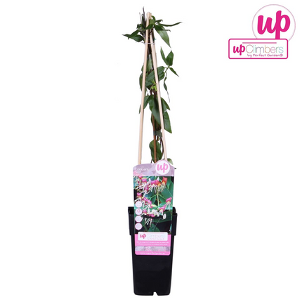 Lonicera henryi - Madreselva - ↕65cm - Ø15cm