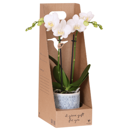 Kolibri Orchids | Witte Amabilis orchidee cadeauset - incl. giftbox, orchidee & sierpot - Ø9cm