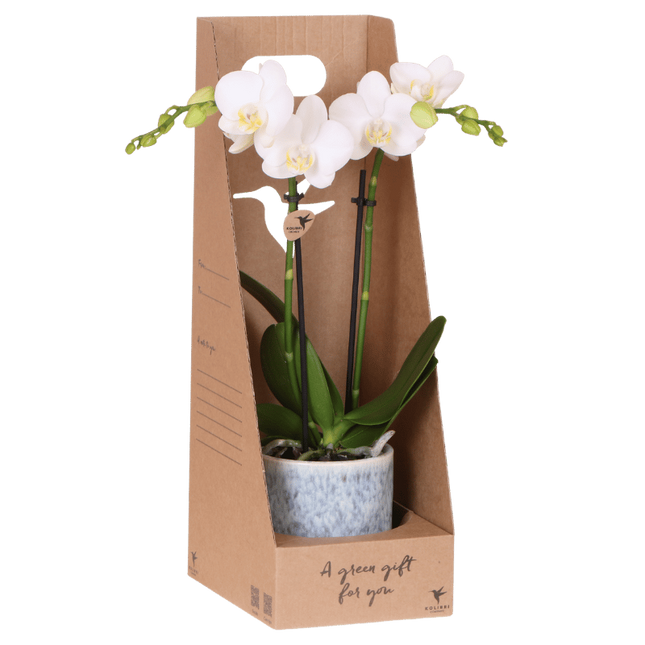 Kolibri Orchids | Witte Amabilis orchidee cadeauset - incl. giftbox, orchidee & sierpot - Ø9cm