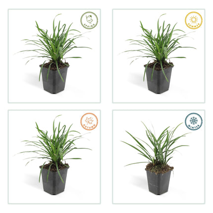 Liriope muscari 'Big Blue' - Hierba lirio - ↕10-25cm - Ø9cm - 60x