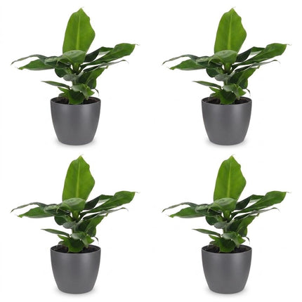 Musa Oriental Dwarf - Dwergbanaan - 4x- met Potter Grijs - Pot 12cm - Hoogte 30cm