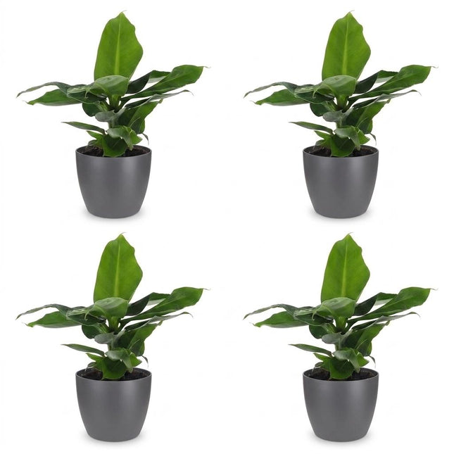 Musa Orientale Nana - Banano Nano - 4x - con Vaso in Ceramica Grigia - Vaso 12cm - Altezza 30cm
