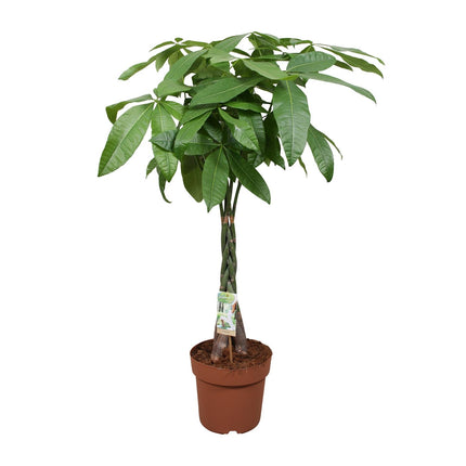 Pachira Aquatica - Money Tree - ↕120cm - Ø24cm