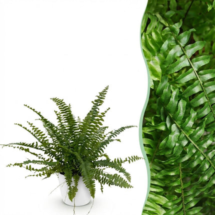 Nephrolepsis exaltata Green Lady - Fern - with white plant pot - ↕25cm - Ø12cm