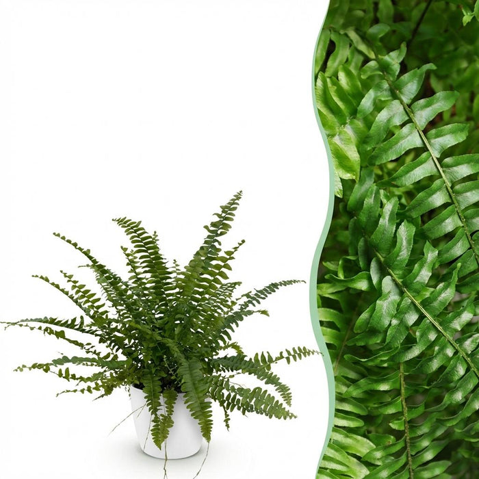 Nephrolepsis exaltata Green Lady - Varen - met witte plantenpot - ↕25cm - Ø12cm