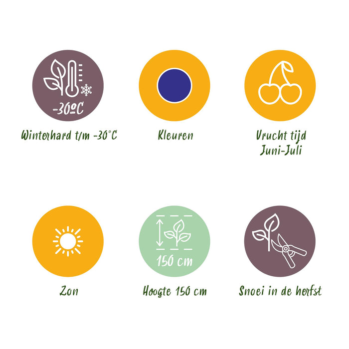 Honingbes - Lonicera caerulea Kamtschatica - Winterhard - 3 Planten - Pot  9 cm - Blauw  Bes