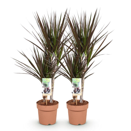 Dracaena Magenta - Dragon Tree - ↕70-80cm - Ø17cm - 2x