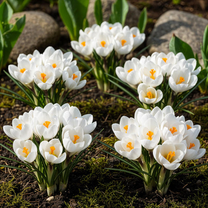 Flower Bulbs - Crocus White - Color Yellow - 30 pieces - Bulb Size 7/8 - XXL Pack