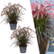 Lampenpoetsersgras (Pennisetum)