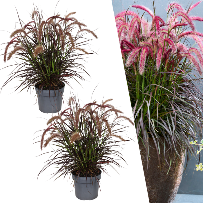 Pennisetum 'Tiny Tails' - Lampenpoetsersgras - 2x - Ø19 cm -  ↨ 40-50 cm