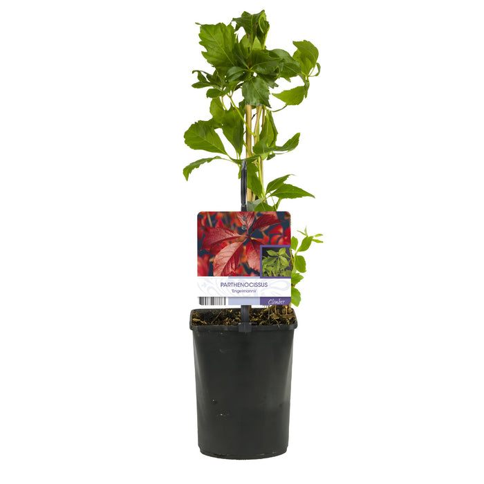 Wilde Wingerd - Parthenocissus Engelmannii - Blad Groen later Rood - ↕40cm - Ø11cm - 2x
